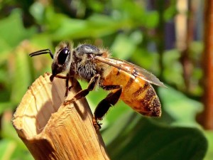 honeybee-525224_960_720