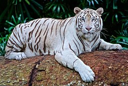 256px-White-tiger-2407799_1280